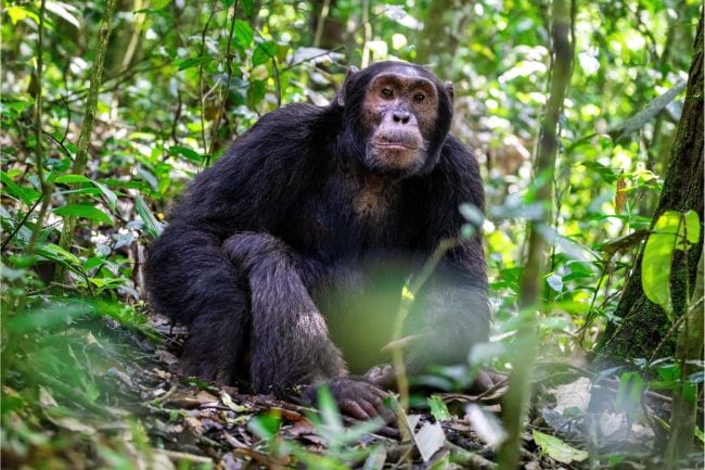 chimp tracking
