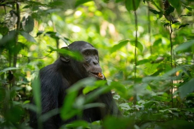 chimpanzees