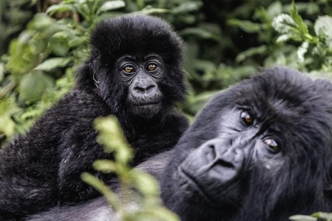 Purchasing gorilla permits