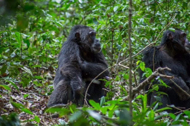 chimpanzee habituation