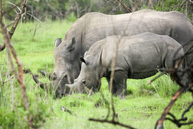 rhinos to Kidepo