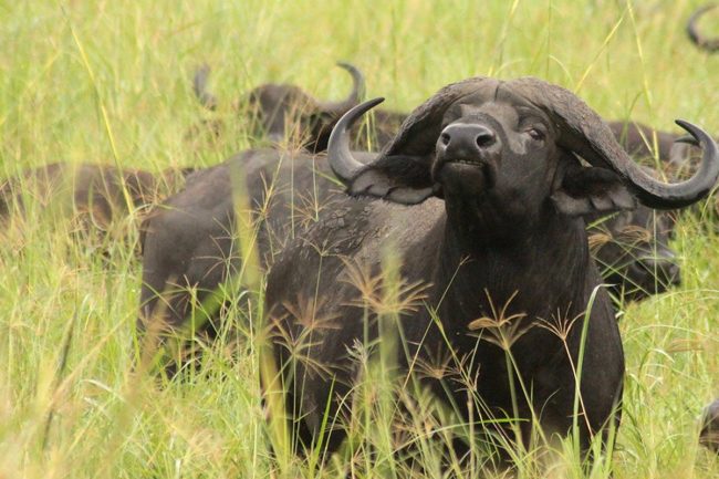 Game drives in Uganda