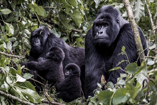 Gorilla habituation