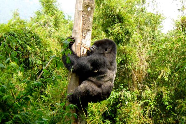Gorilla trekking