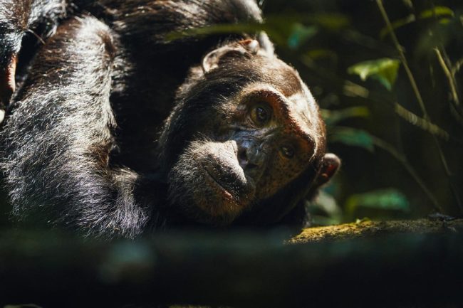 Ngogo chimpanzee community