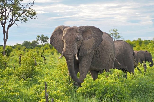 Safari in Tanzania