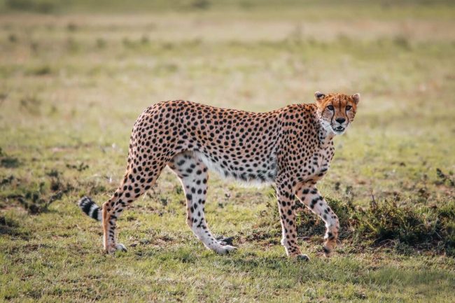 Tanzania safaris