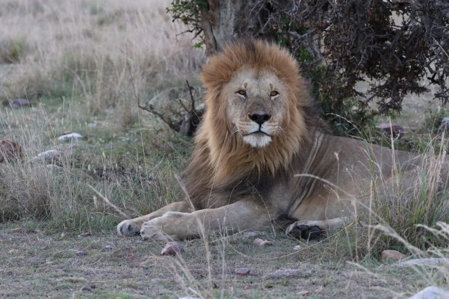 Tanzania vs Kenya safaris
