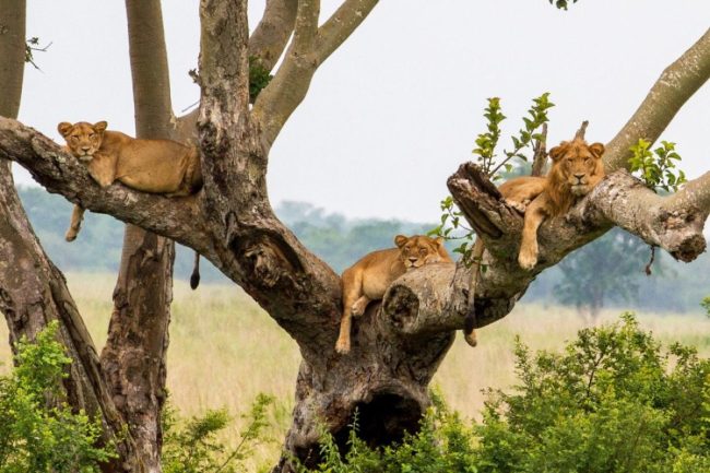 Tree-climbing lions