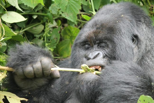 Best time for gorilla trekking