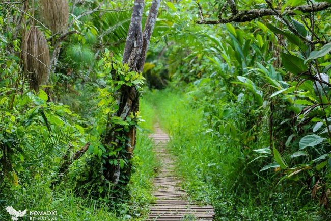 Bigodi Wetland Sanctuary