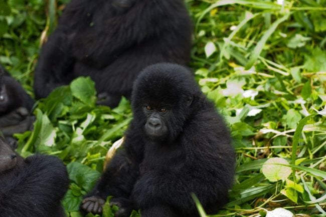 Budget gorilla tours Uganda
