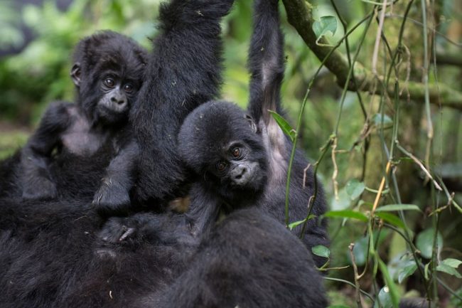 Gorilla trekking in Ruhija