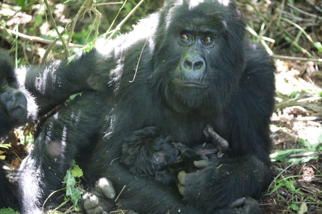 Guide to Bwindi