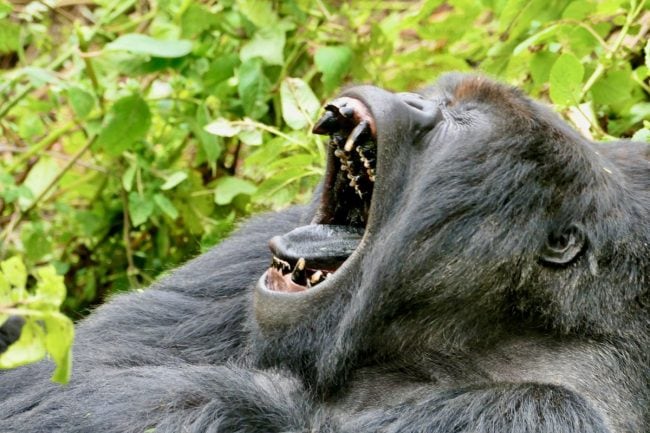 Mountain gorilla