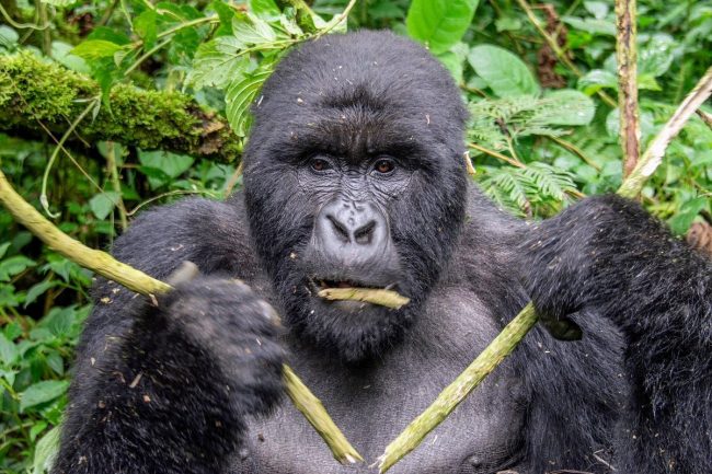 Gorilla trekking age in Rwanda