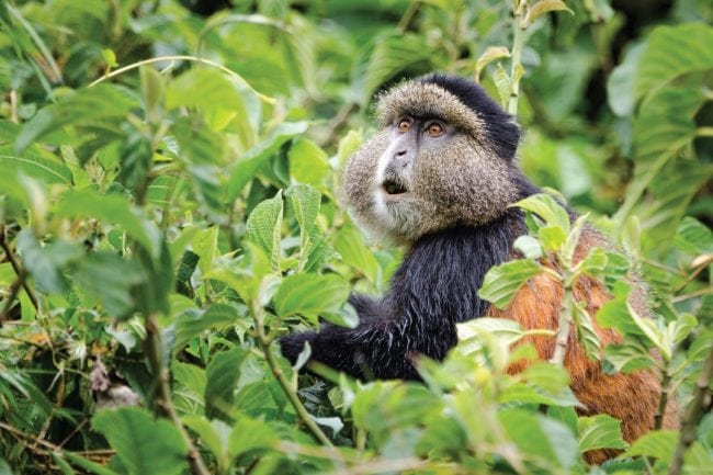 Golden monkey habituation in Uganda