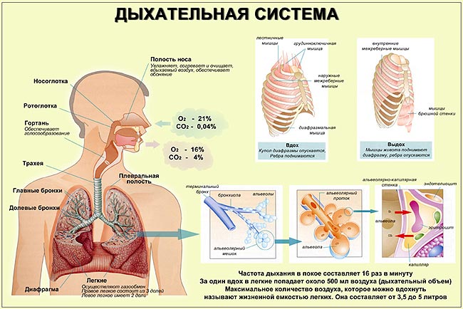 Разница между Кожным и Легочным дыханием 2 Дыхательная система человека