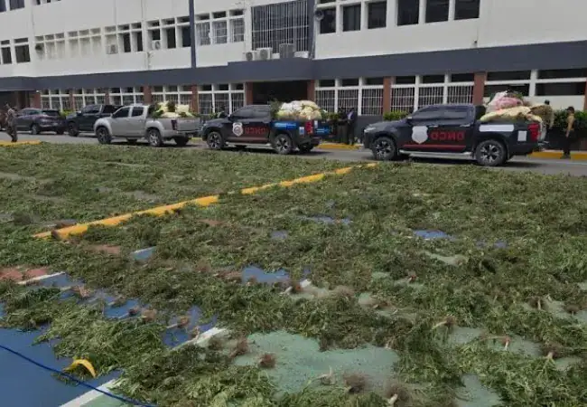 Desmantelan plantación de marihuana en San José de Ocoa