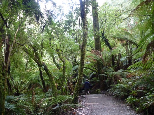 Triplet Falls Rainforest Walk, Otways, Great Ocean Road.