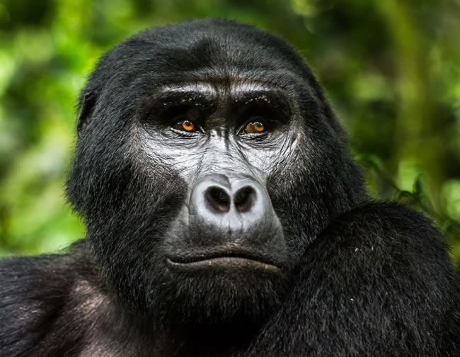 Gorilla Trekking Safaris