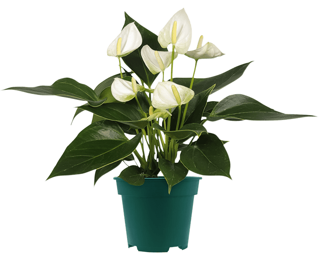 Witte anthurium