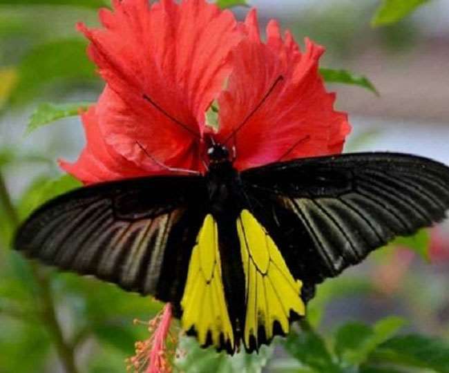 Yamuna Biodiversity Park