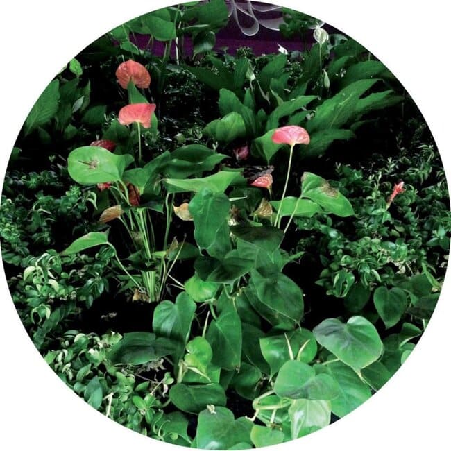step recordings - universo