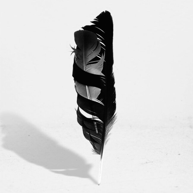 blackbird_lady_collage_single