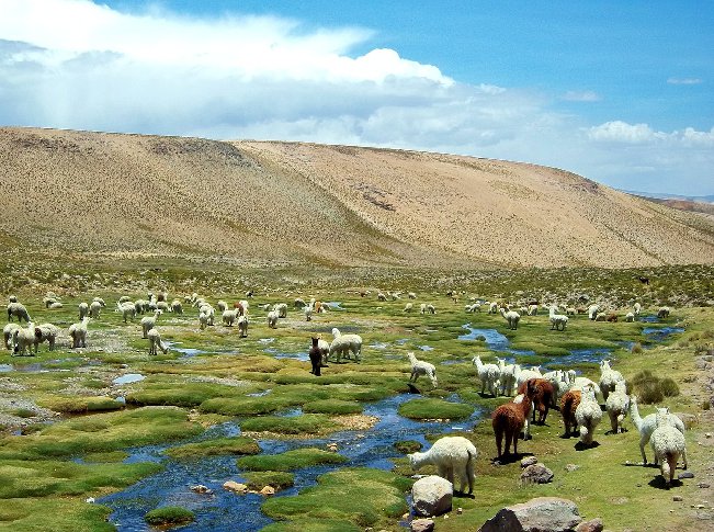 Field of Llamas in Peru