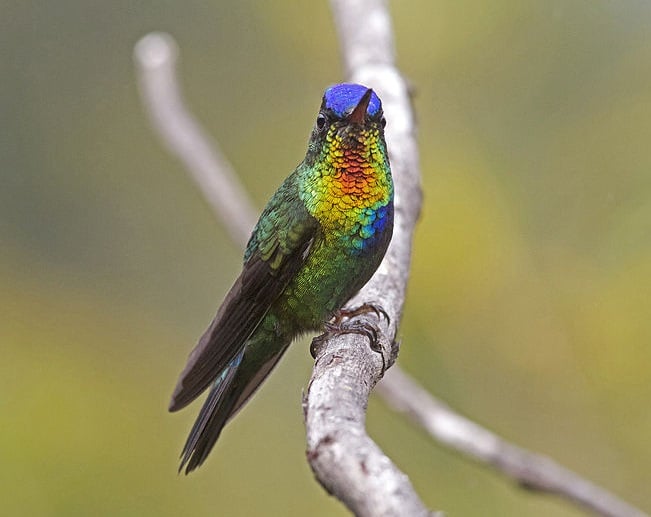 Humming Bird Colors