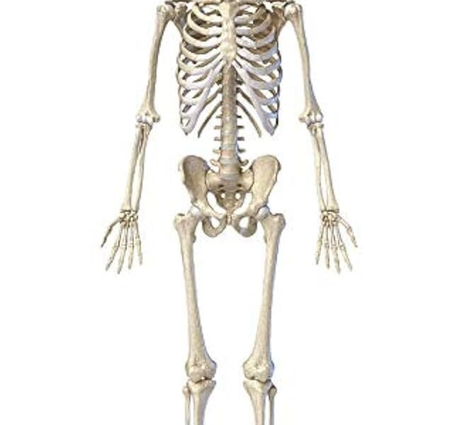 Human Skeleton Model