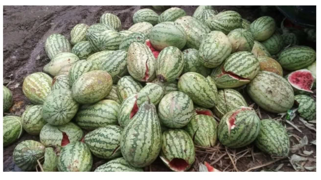 মাধবপুরের ব্যবসায়ী নকুল রায় লোকসানের আশঙ্কায় তরমুজ রেখেই পালিয়ে গেলেন