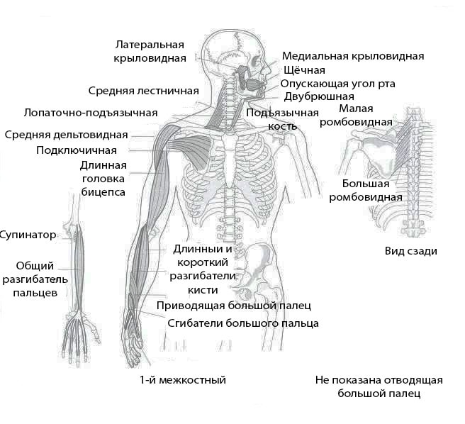 Передне-наружный руки (ПНР)