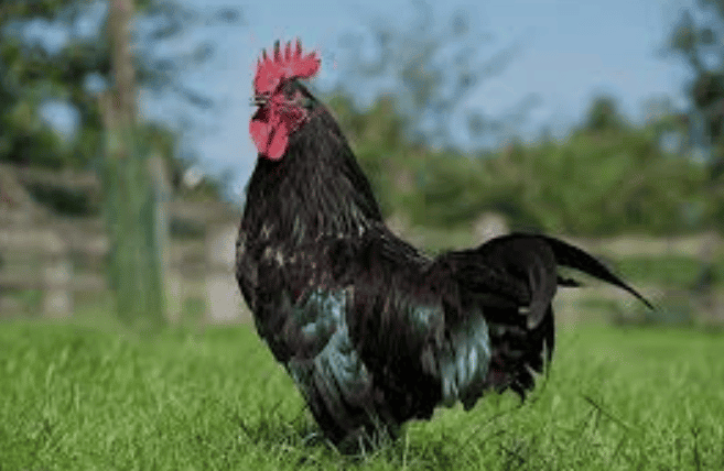 Le meilleur prédateur du frelon asiatique : la poule noire de Janzé image 18 - Le meilleur prédateur du frelon asiatique : la poule noire de Janzé