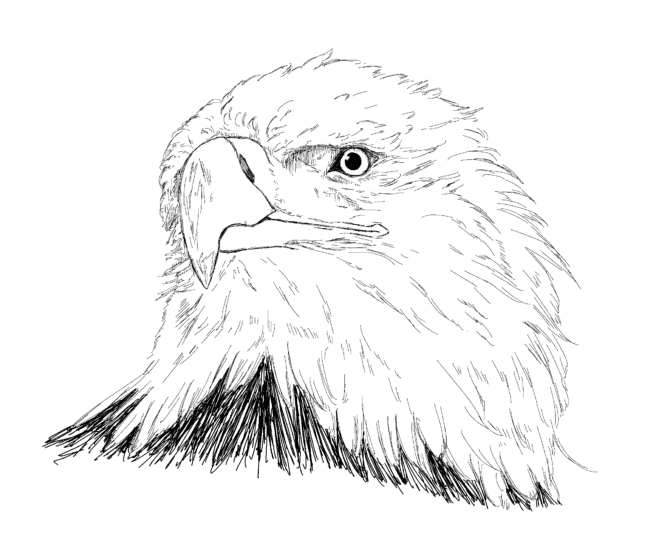 バードタイプ診断_ワシタイプ