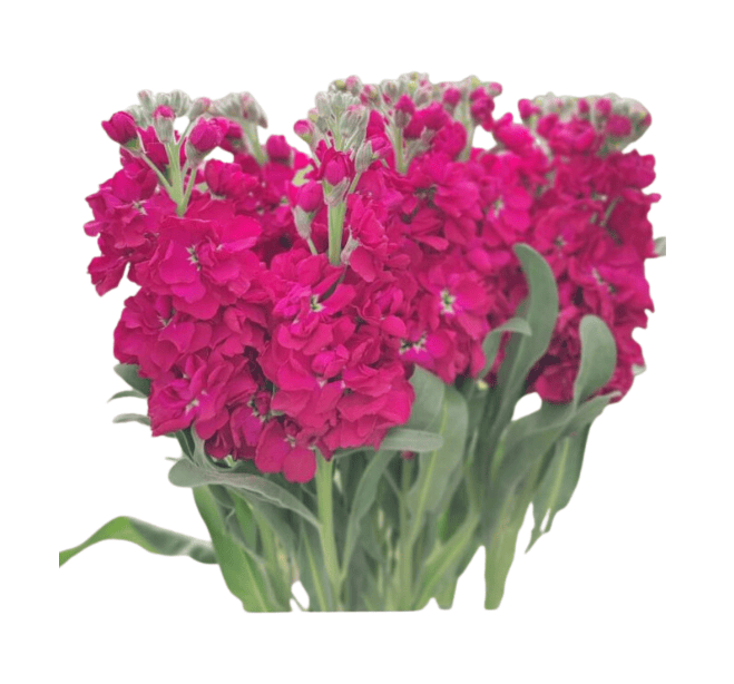 Stock - Image 14