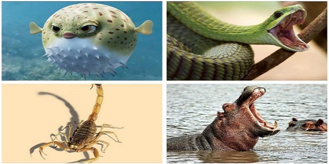 10 Uniquely Deadly Animals in the World - Random Whispers 10 Uniquely Deadly Animals in the World - Random Whispers