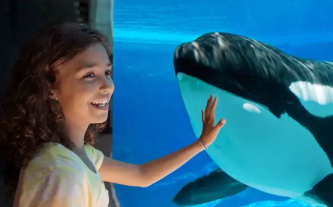 Diver watching a whale through an aquarium glass, enjoying immersive ocean wildlife experiences in Florida.