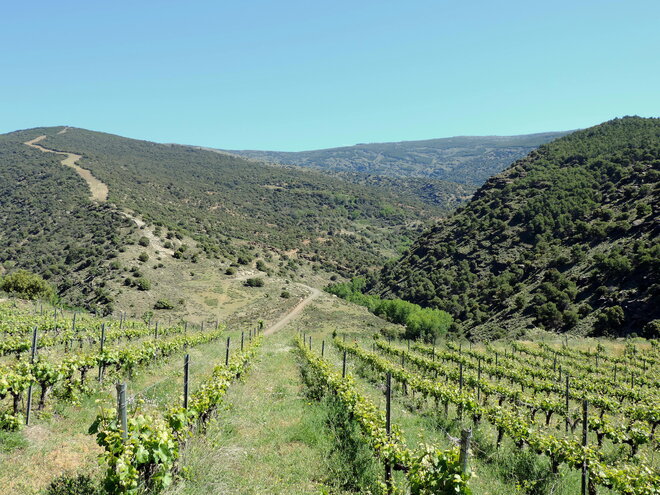 Viñedos. Al fondo Barranco del Aguadero.