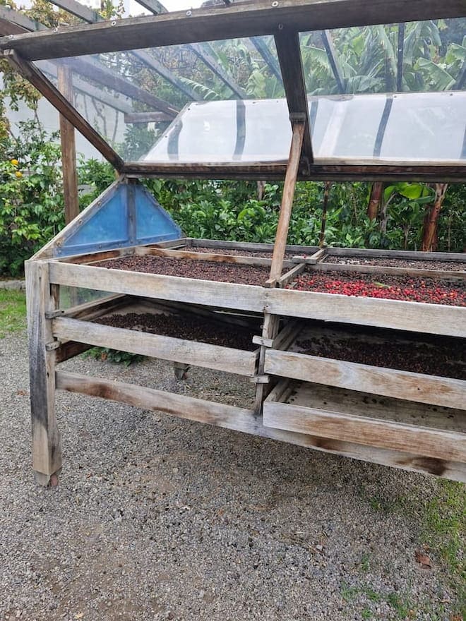 Kaffeebohnen Trocknung auf Cran Canaria