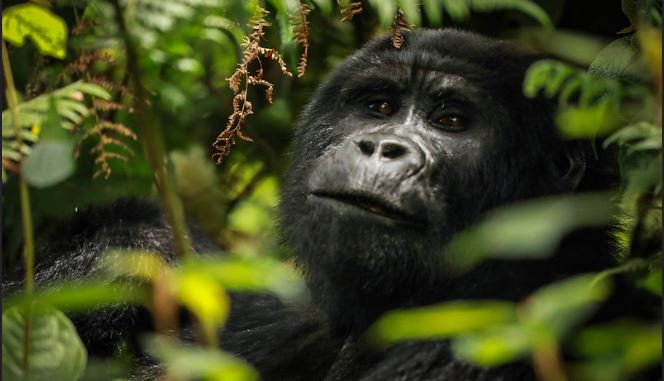 11 Days Uganda Safari