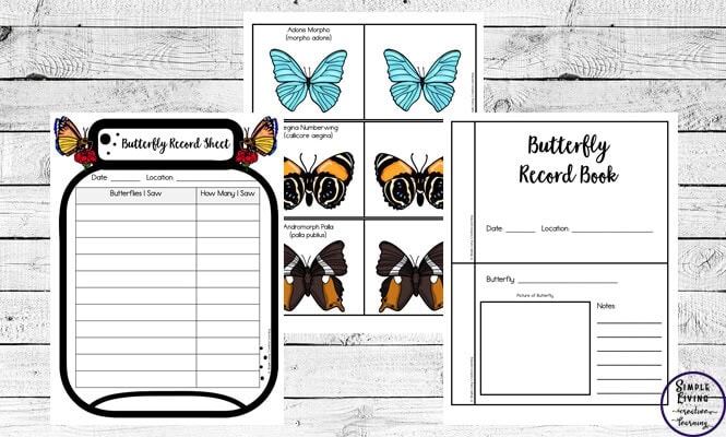 butterfly activity