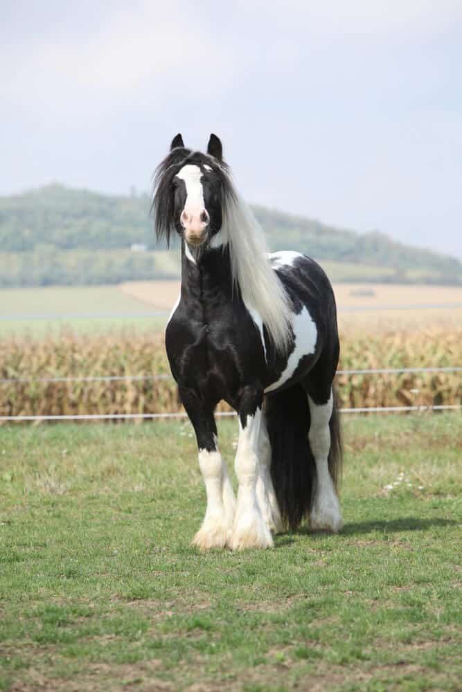 Tinker horse names