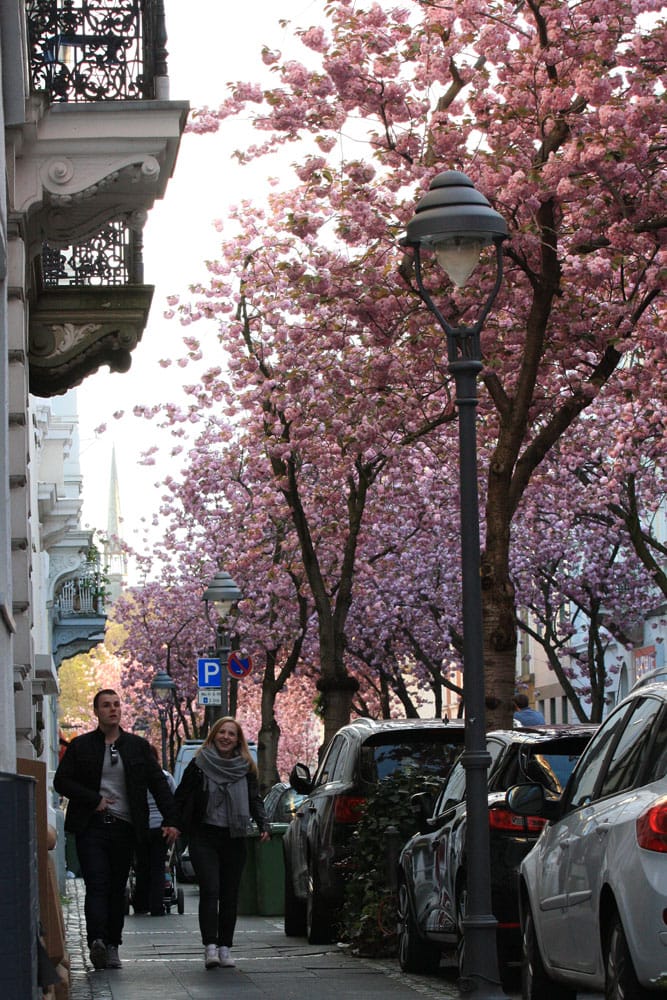 Kirschblüten