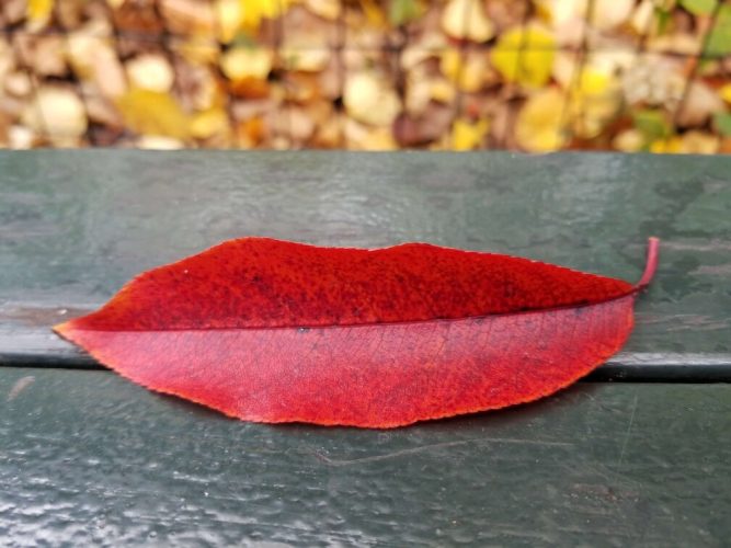 autumnal leaf by Sumi Dattaray