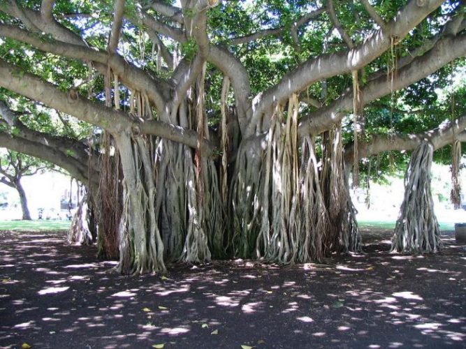 short essay on banyan tree open source image