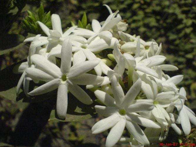 jasmine flowers
