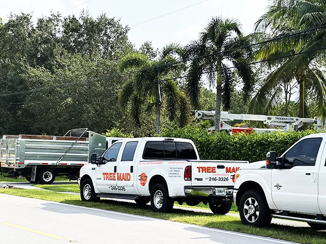 Jobs Gallery | Expert Tree Services, Palm Trimming, & Tree Care in Lake Worth & Palm Beach County | Tree Service | Explore our latest tree service projects in Lake Worth, Boca Raton, Delray Beach, and Palm Beach County. From precision trimming to full tree removal and site cleanup, our skilled tree experts offer precision, safely removing hazards, and helping revitalizing landscapes. Discover the Tree Maid Tree Service Difference! |%org_url%