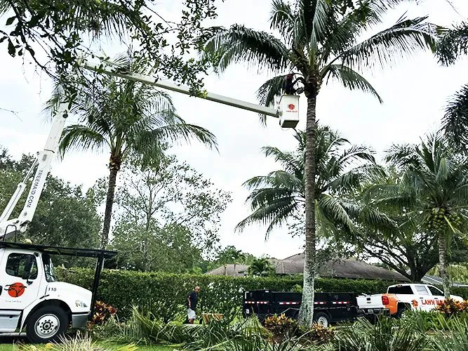 Jobs Gallery | Expert Tree Services, Palm Trimming, & Tree Care in Lake Worth & Palm Beach County | Tree Service | Explore our latest tree service projects in Lake Worth, Boca Raton, Delray Beach, and Palm Beach County. From precision trimming to full tree removal and site cleanup, our skilled tree experts offer precision, safely removing hazards, and helping revitalizing landscapes. Discover the Tree Maid Tree Service Difference! |%org_url%